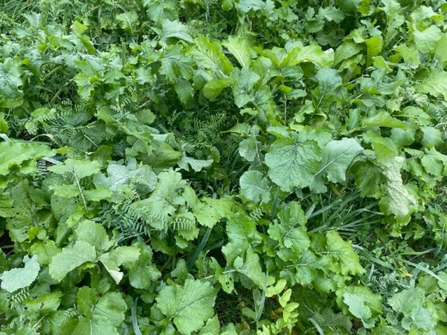 Tillage – Does it have it’s place?