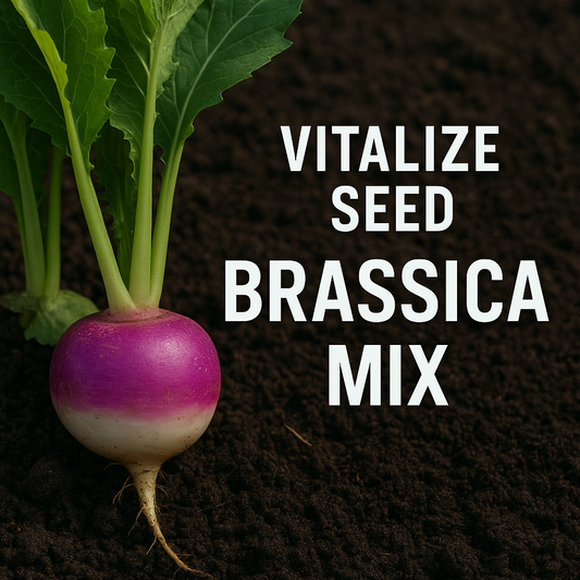 Vitalize Brassica Mix for Deer Plots with High Browse Tolerance