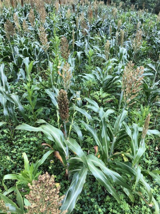 Soil Health Friday – Nutrient Cycling!