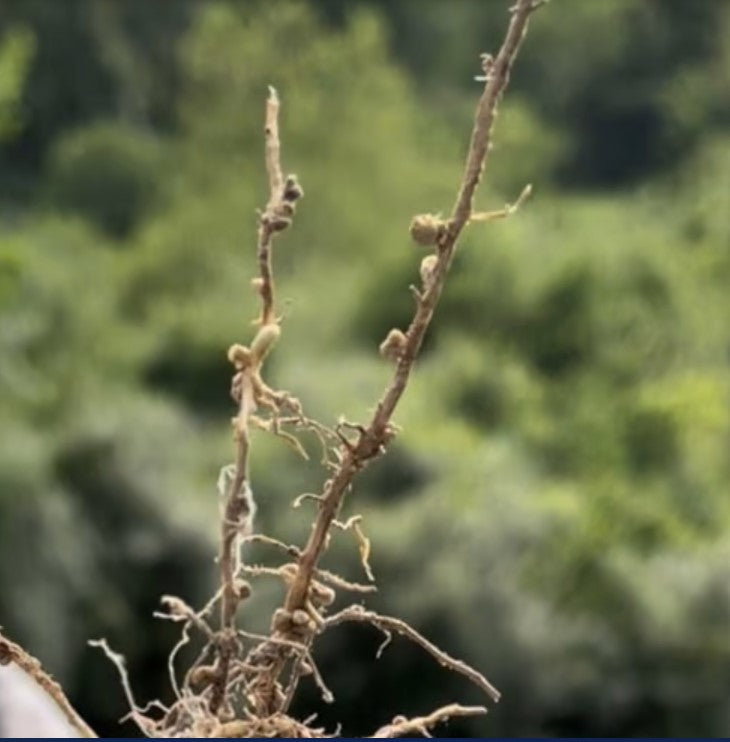 Soil Health Friday – Nitrogen Cycle?