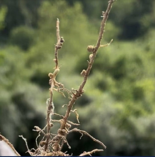 Soil Health Friday – Nitrogen Cycle?