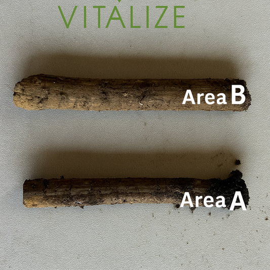 Cover Crops vs. Nutrient Stratification: A 3-Year Soil Health Comparison