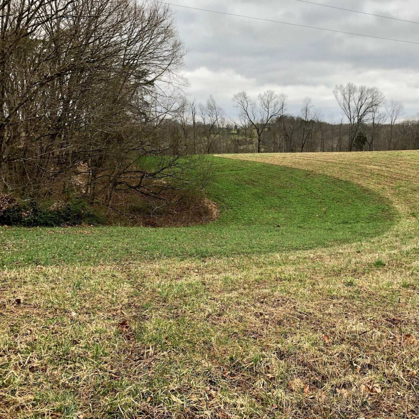 Clover/Chicory + Oats