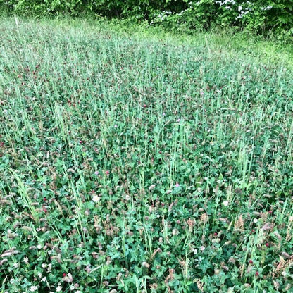 Clover/Chicory + Oats