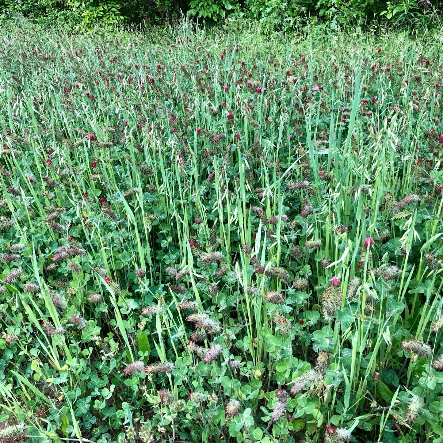 Clover/Chicory + Oats