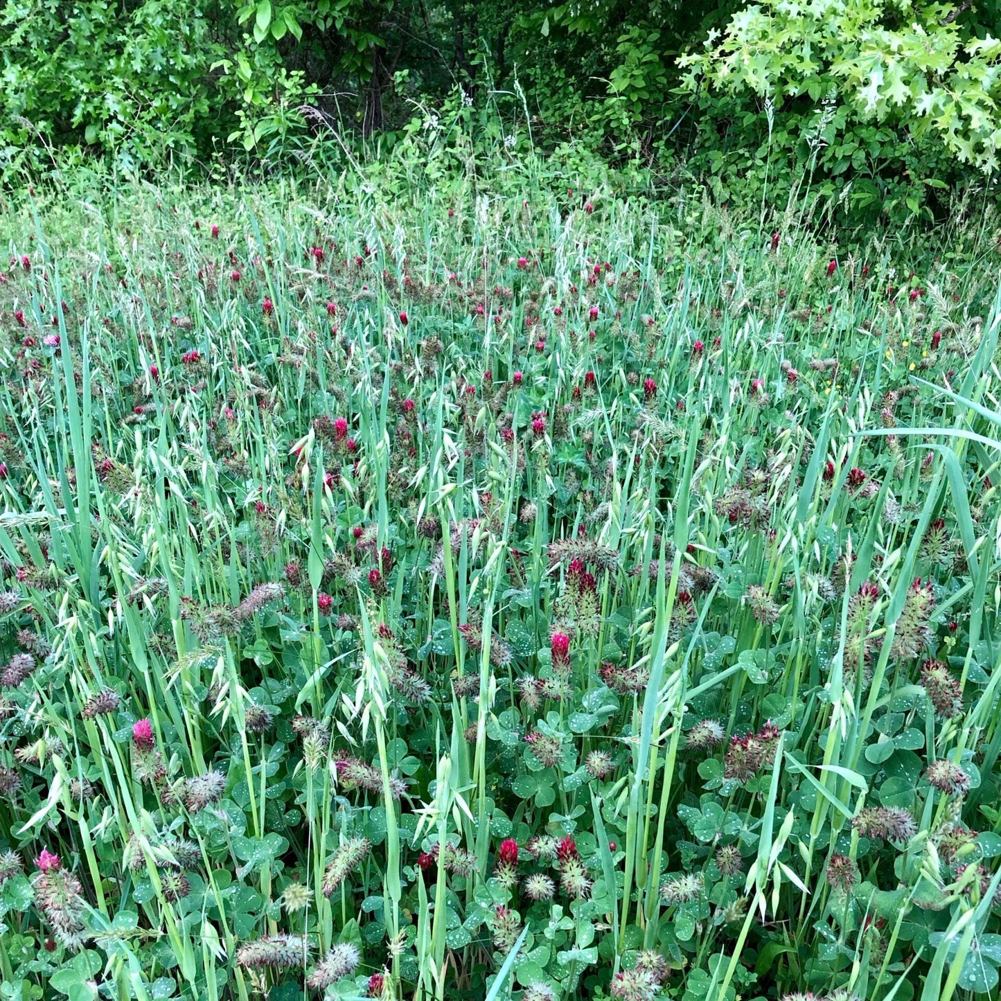 Clover/Chicory + Oats