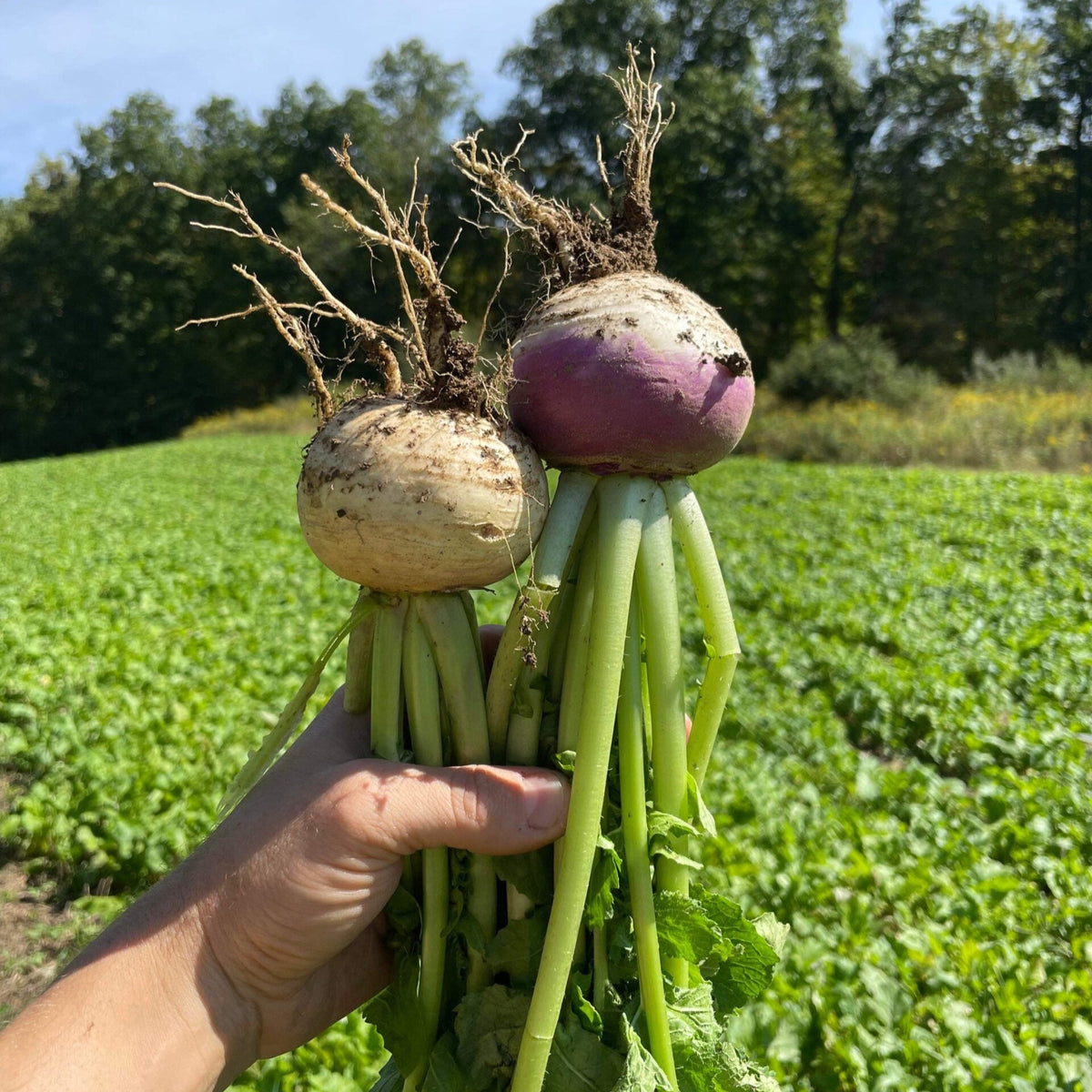 Carbon Load - Fall Blend – Vitalize Seed Company